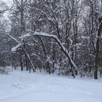 Морозный день :: Freddy 97