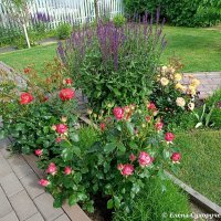 Цветочный пейжаж :: Елена Сухорученкова