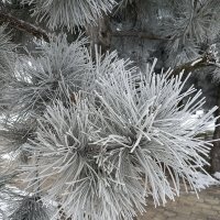 Пушистая веточка сосны :: Татьяна Пальчикова