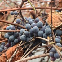 . :: Константин Сафронов