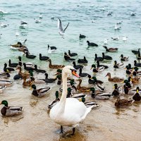 я жду... :: Дмитрий Лупандин