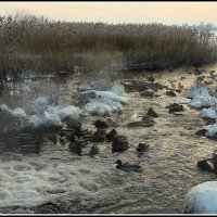 Настало времечко... :: Aleksandr Gal