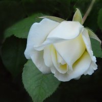 *** :: Надежда Куркина 