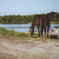 Лошади на пляже(2) :: Сергей Царёв