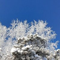 Морозный день :: Игорь Сычёв