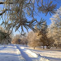 Солнечный день в парке :: Игорь Сычёв