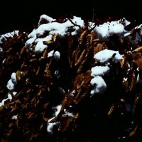 Южная зима - 10 :: Алексей Кузнецов