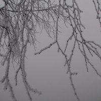 Ветки в инее :: fogmeadowww m