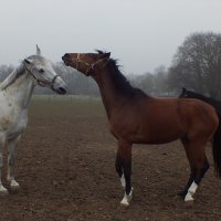 Из серии " Лошадинная любовь " (5) :: Valziwa 