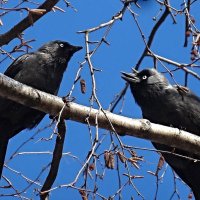 Крутые разборки... :: Наталья ***