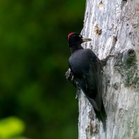 Желна :: Владимир Лазарев