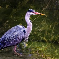 Цапля :: SanSan 