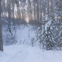 Морозное утро (-37) :: Любовь Сахарова