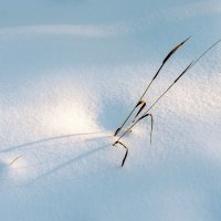 Травинка :: Валерий Иванович Травинка :: Валерий Иванович