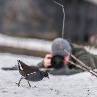 камышница :: юрий макаров