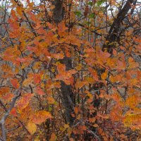 прекрасный октябрь :: Елена Шаламова