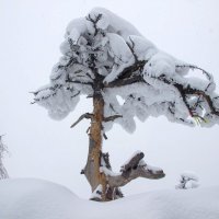 Одинокая сосна :: Лариса С.