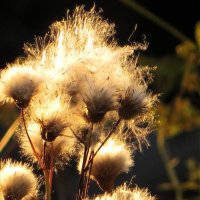 Чертополох в лучах заката :: Лариса С.