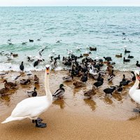 "утиная ферма" - семейный подряд :: Дмитрий Лупандин "утиная ферма" - семейный подряд :: Дмитрий Лупандин