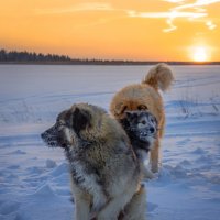 В морозы лучше держаться вместе. :: Павел Крутенко