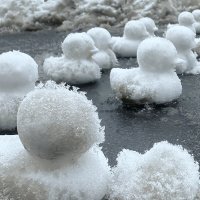 зимние утята :: Michel 