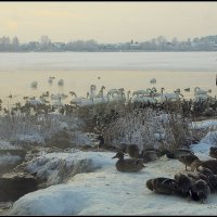 помоги ближнему :: Aleksandr Gal