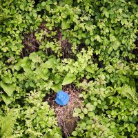 Синяя точка в зеленом море :: Иван Державин