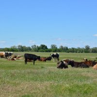 В степях донских. :: Виктор 
