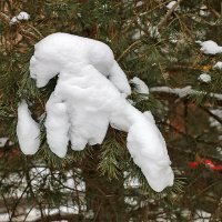 Пикирующий дракон :: Светлана 