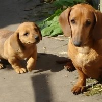 Такса со щенком :: Елена Сухорученкова