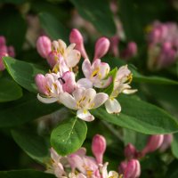 *** :: Александр. AVG100 --- *** :: Александр. AVG100 ---