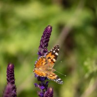 *** :: Александр. AVG100 ---