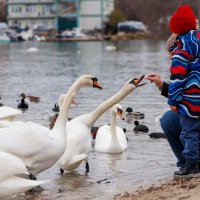 Кормление :: Светлана Тихонина