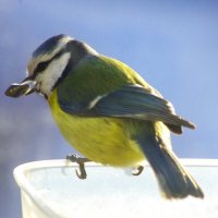 Лазоревка с семечком... :: Юрий Куликов