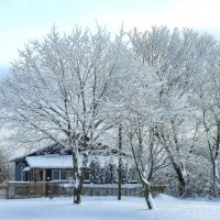Морозным днем :: Oleg S 