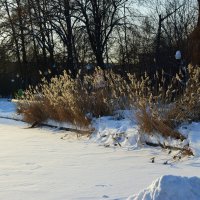 Берег озера. :: Наталья Вязигина