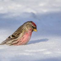 Чечётка. :: Nikolay Lovec