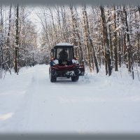 В лесу :: marmorozov Морозова