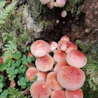 ** :: Зоя Мишина