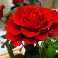 Розы для Татьян! :: Татьяна Р 