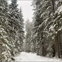 Зимний лес ... :: Валентина Надсон