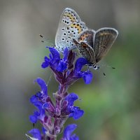 Голубянки :: Надежда Куркина 