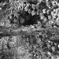 / :: Константин Сафронов