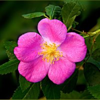 Цвет шиповника ... :: Валентина Надсон