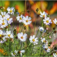 Картинка лета :: Валентин Котляров