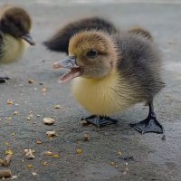 Утята мускусные индоутки :: Aleksey Afonin