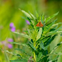 Тепло летних дней :: Владимир Лазарев Тепло летних дней :: Владимир Лазарев