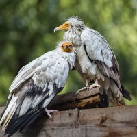 Египетский стервятник :: SanSan 