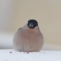 Пушистая красавица :: Любовь Сахарова