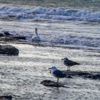 Каспий :: Анатолий Чикчирный